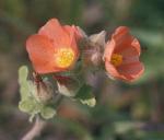 Mallow