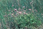 Mistflower