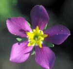 Meadow pink