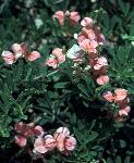 Scarlet pea