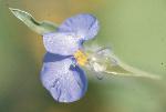 Dayflower