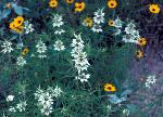 Spotted beebalm and coreopsis
