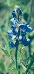 Bluebonnet