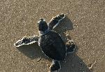 Green sea turtle hatchling