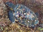 Juvenile hawksbill in sargassum