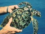 Juvenile hawksbill