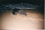 Leatherback returning to sea