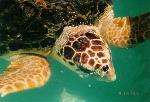Loggerhead