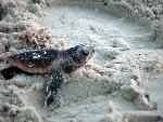 Loggerhead hatchling