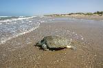 Kemp's ridley mother returning to sea