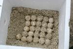 Kemp's ridley eggs in incubation box.
