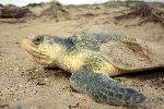 Kemp's ridley profile