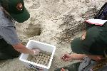 Placing eggs in an incubation box