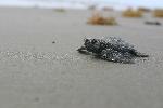 Kemp's ridley hatchling