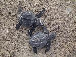 Two Kemp's ridley hatchlings