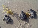 Three Kemp's ridley hatchlings