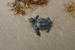 Kemp's ridley hatchling