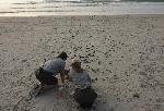Hatchling release