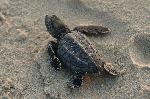 Hatchling at dawn