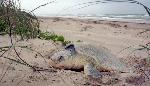 Kemp's ridley nesting among beach grass