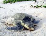 Kemp's ridley