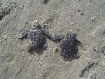 Kemp's ridley hatchlings