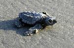 Kemp's ridley hatchling in profile