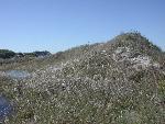 Vegetated blowout dunes