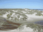 Fore-island dune ridge