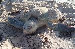 Nesting Ridley 2