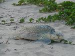 Nesting Ridley 6