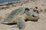 Nesting Kemp's ridley 9