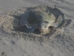 Nesting Ridley 10