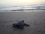 Kemp's ridley hatchlings 3