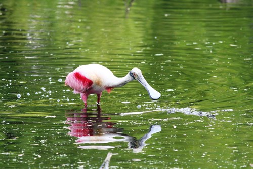 A beautiful, pink roseate spoonbill feeds in one of Padre Island's ephemeral freshwater ponds