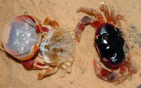 Blackback Land Crab