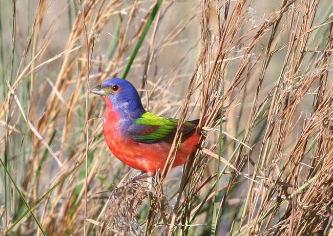 The striking green, red, and blues of the painted bunting stands out in the coastal prairie at Padre Island National Seashore.