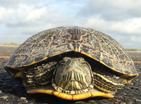 Red-eared slider on the road