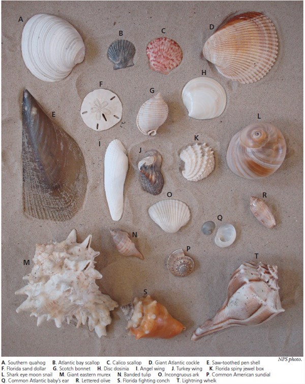 Common shells of Padre Island National Seashore