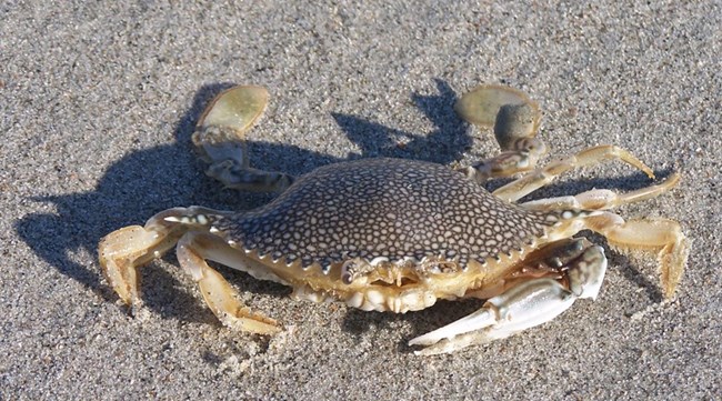 Speckled Swimming Crab