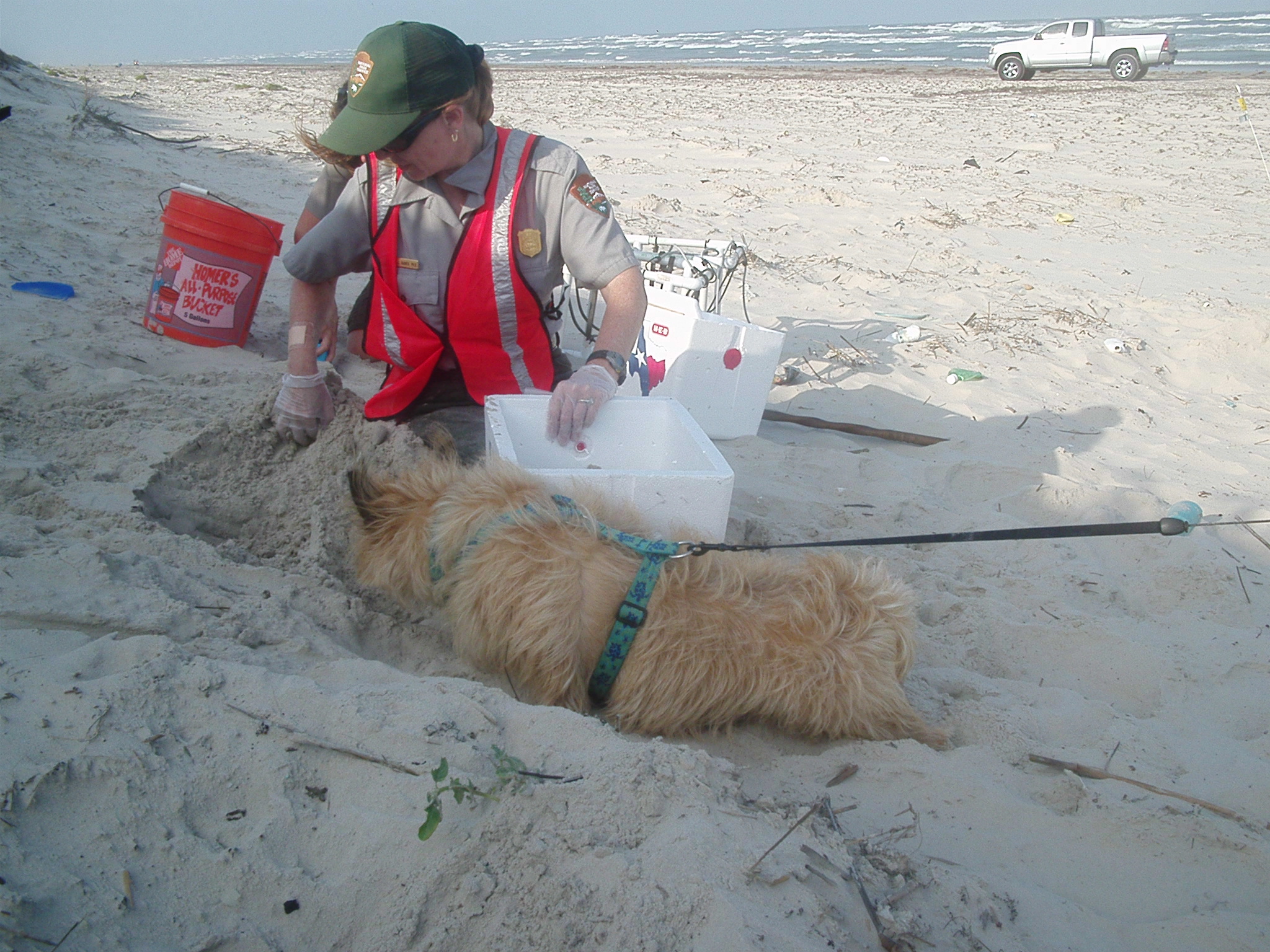 Ridley locating a sea turtle nest