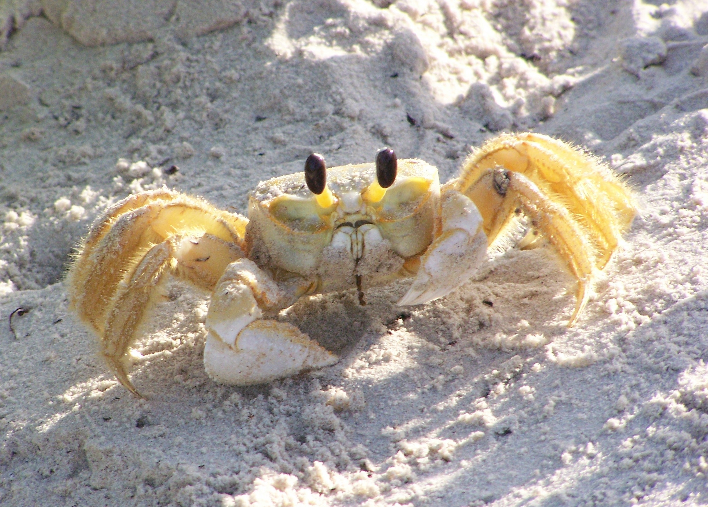 Crustaceans - Padre Island National Seashore (U.S ...