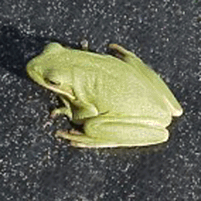 [http://www.nps.gov/pais/naturescience/images/Green_treefrog_in_GH_copy.gif]