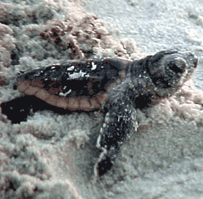 Loggerhead hatchlings have a brownish coloration.