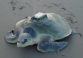 Kemp's ridley returning to sea with a transmitter attached.