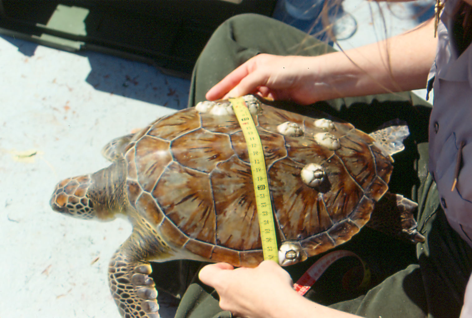 Netting green turtle study