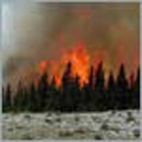 Wildland Fire