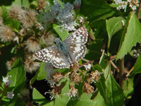 Common Checkered Skipper

