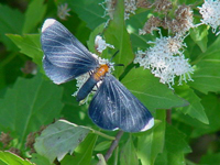 Grape Leaf Skeletonizer Moth
