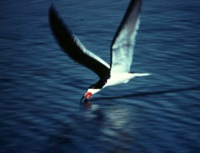 A Black skimmer scoops its prey into its bill. A Black skimmer scoops its prey into its bill.